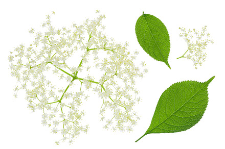 Elderberry flower or Sambucus nigra, a Nature Photo by NataPhoto