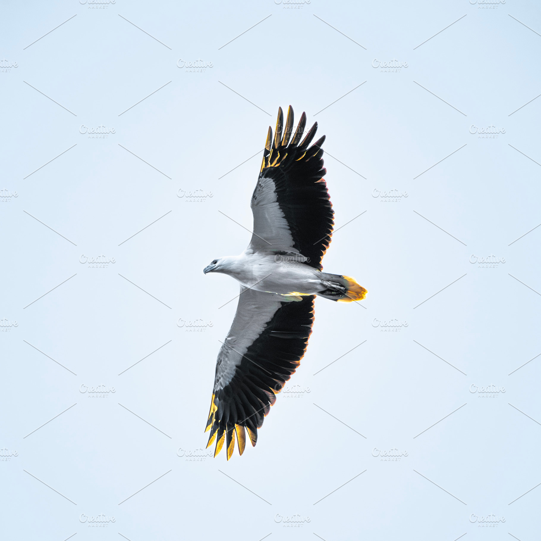 White-bellied sea eagle, an Animal Photo by Rob D Animal Photography