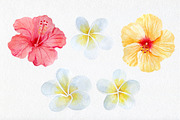 Watercolor tropical elements, an Animal Illustration by AV Design (Thumbnail 3 of 12)