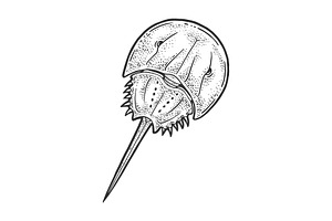 Xiphosura Horseshoe Crab Sketch