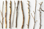 Wood - 163 images, a Nature Photo by Handmadefont (Thumbnail 5 of 25)