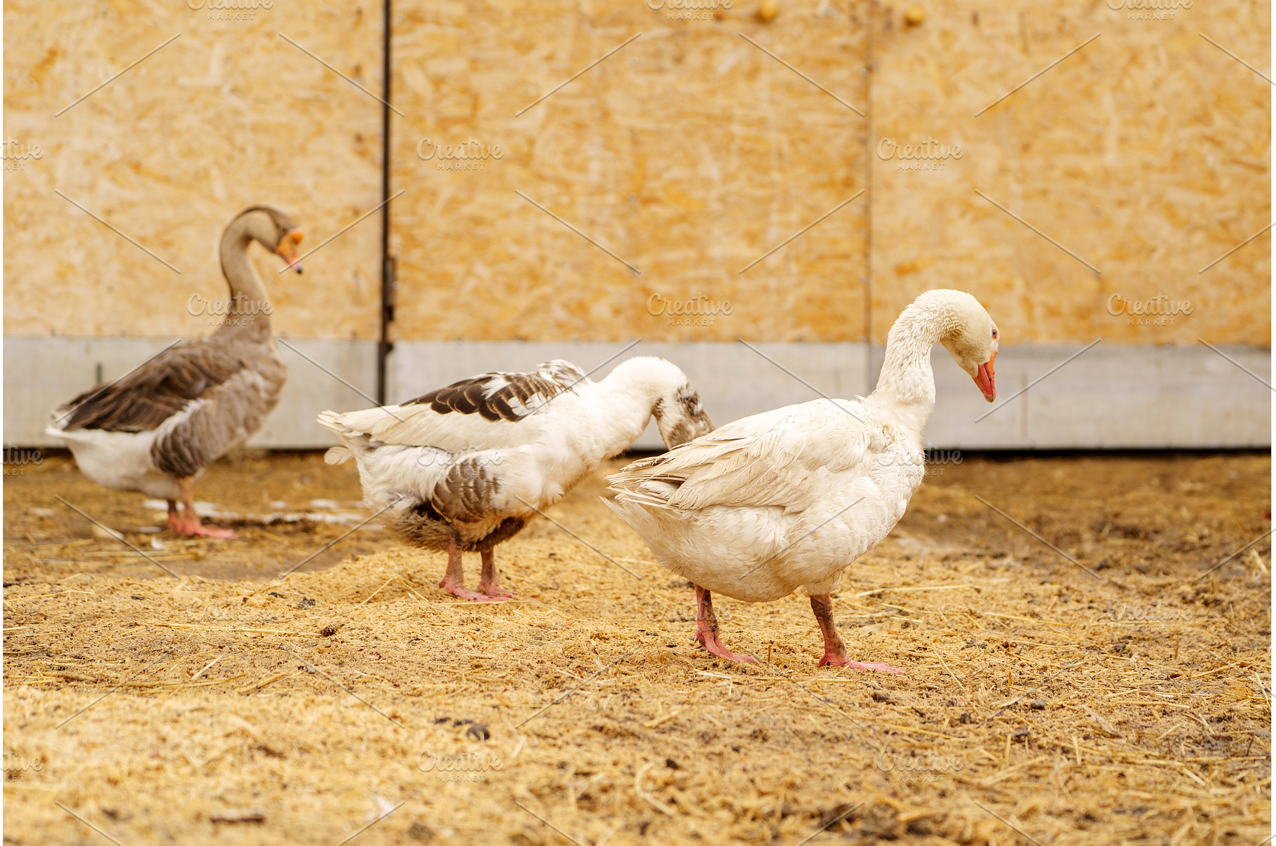 Close-up view of a white goose with, an Animal Photo by darksoul72