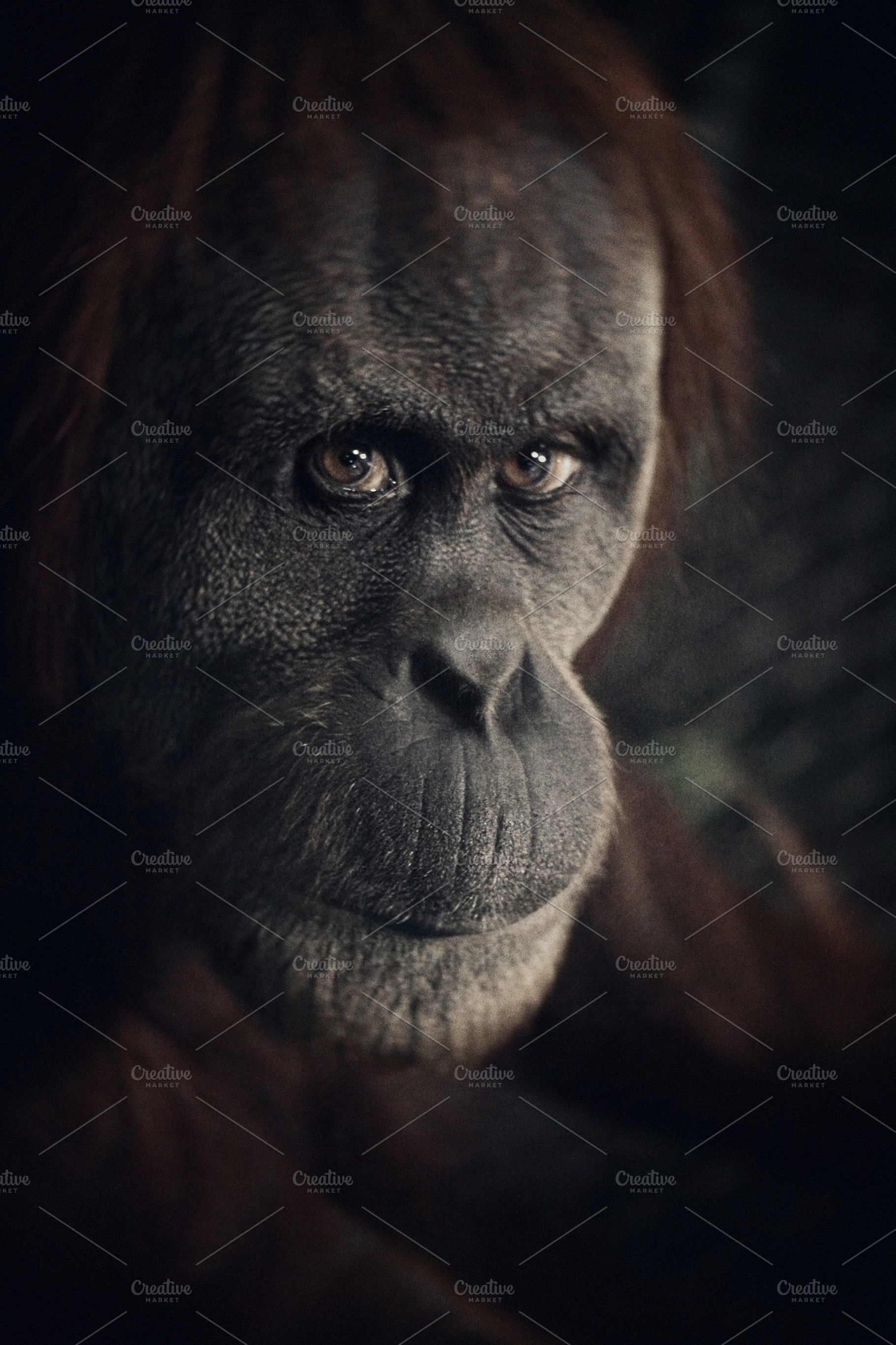 Orangutan Containing Orangutan Ape And Monkey