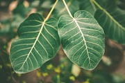 Beautiful structured tropical leaves stock photo containing abstract and, a Nature Photo by WildStrawberry Magic (Thumbnail 1 of 2)