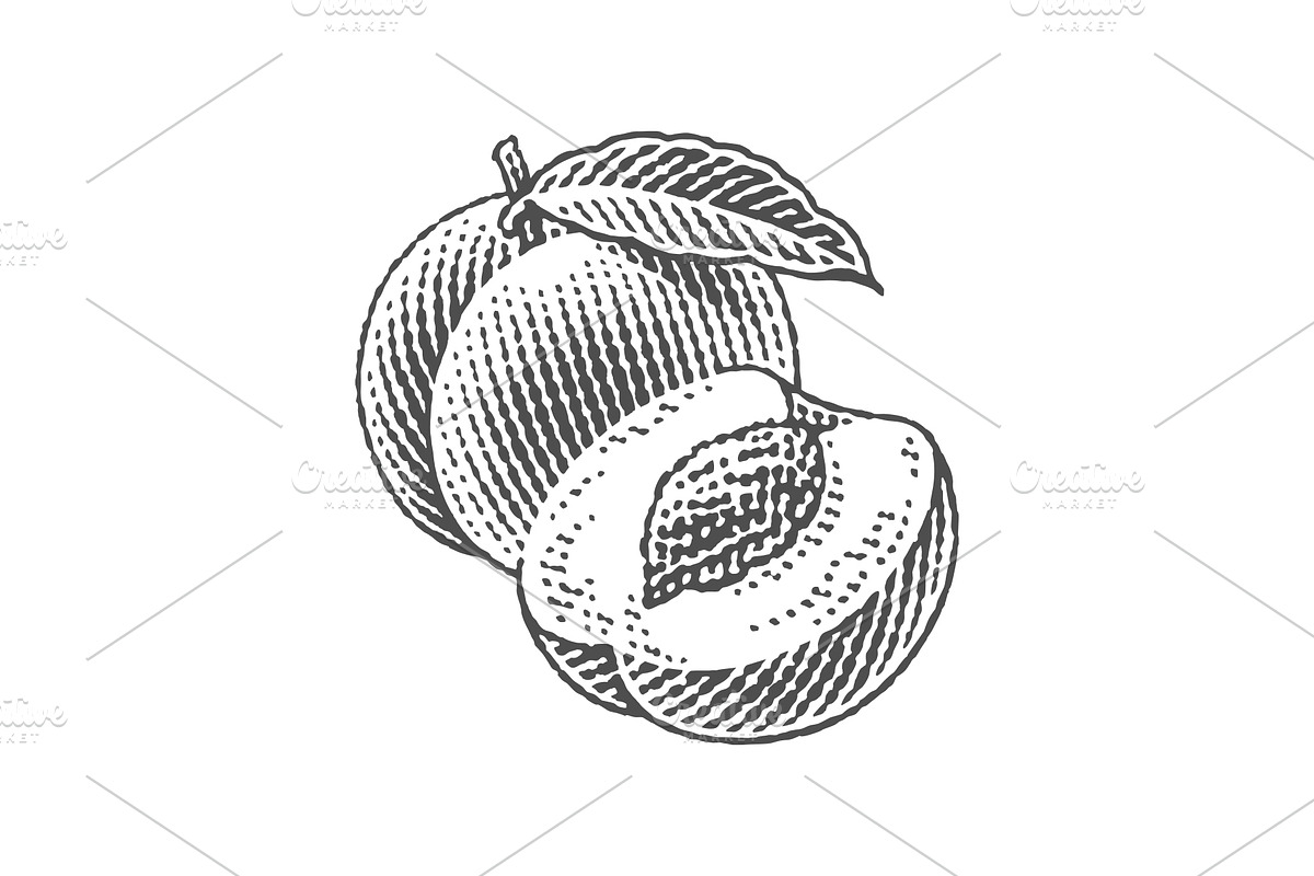 Peach, nectarine, engraving, a Food Illustration by Irina Trusova (Photo 3 of 3)
