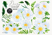 Watercolor Daisy flower clipart 20, an Object Graphic by KarinkaBU (Thumbnail 3 of 5)