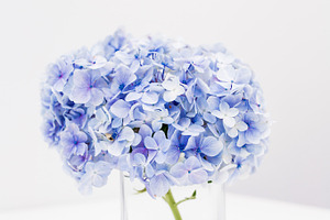Hydrangeas in vase on desk containing flowers, blooms, and hydrangeas