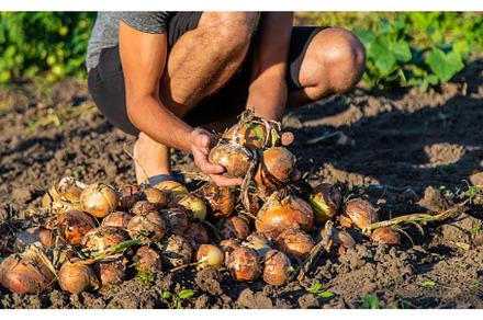 Onion harvest in the garden in the, a Food & Drink Photo by yanadjana