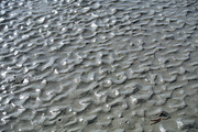 Pathways, a Nature Photo by Kiawah_Art (Thumbnail 1 of 2)