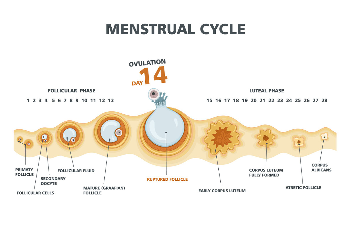 Ovulation chart., an Education Illustration by logika 600