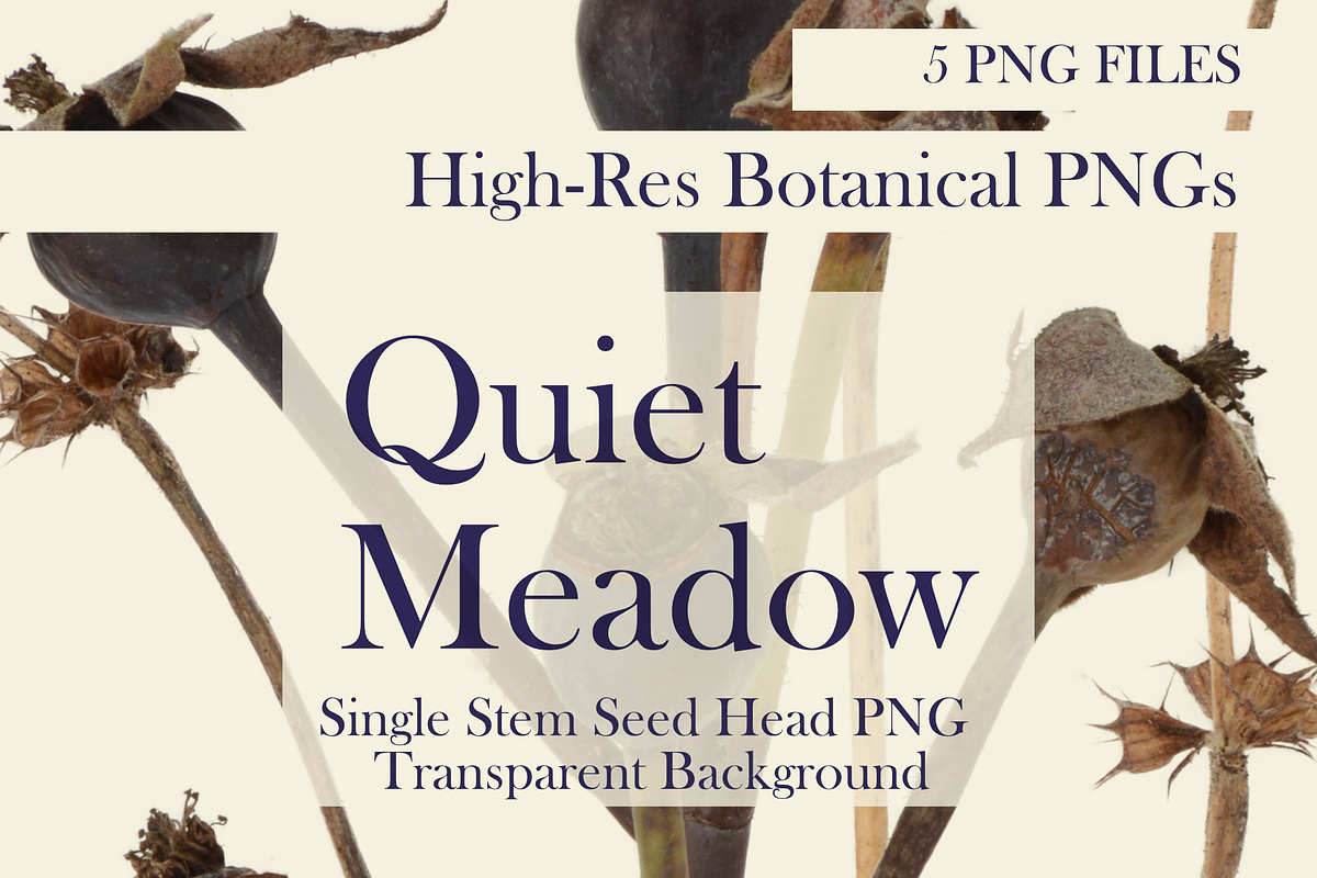 Quiet Meadow — Single Stem Seed Head, an Object Graphic by Aga Silva (Photo 3 of 4)