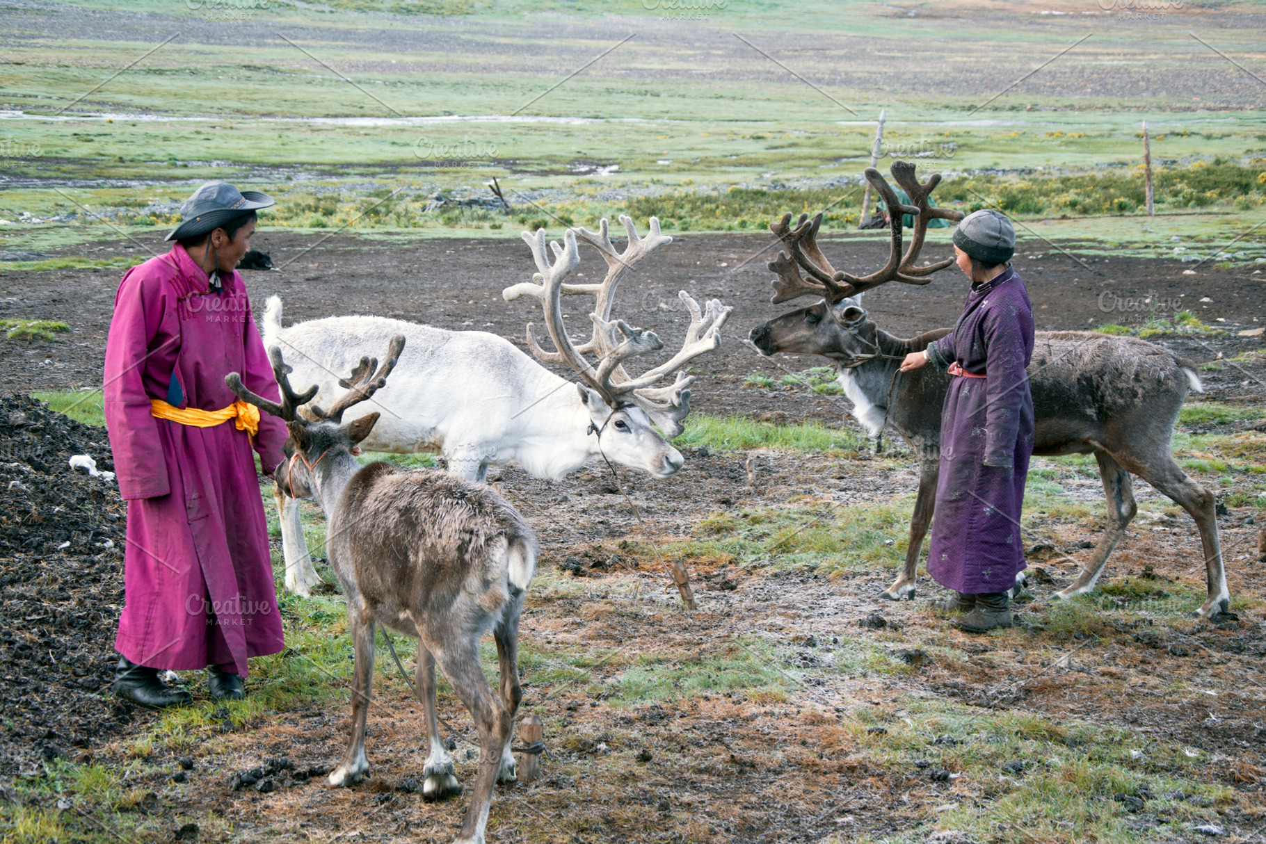 Reindeers herders stock photo containing animal and wildlife, an Animal Photo by Vector Maker
