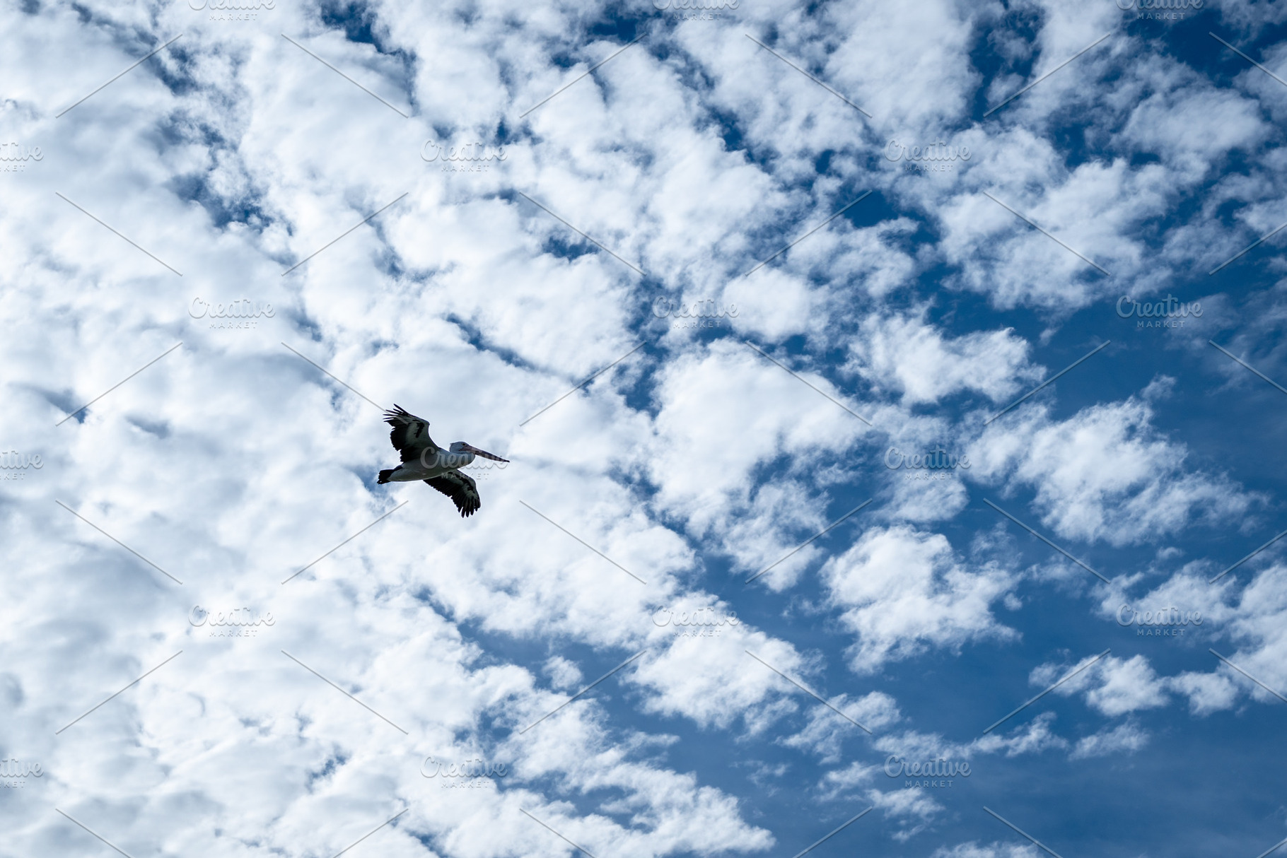 A pelican flying high in a bright blue sky, Kangaroo Island, an Animal Photo by GoodGoods