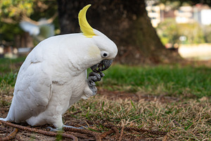 Sulphur-crested cockatoo foraging in a park in Manly, Sydney, Au, an Animal Photo by GoodGoods