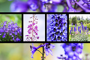 22 stock photos set. Nature, flowers, a Nature Photo by pictures for you (Thumbnail 4 of 6)