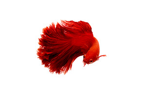 Red  color of siamese fighting fish featuring colors, half moon, and koi