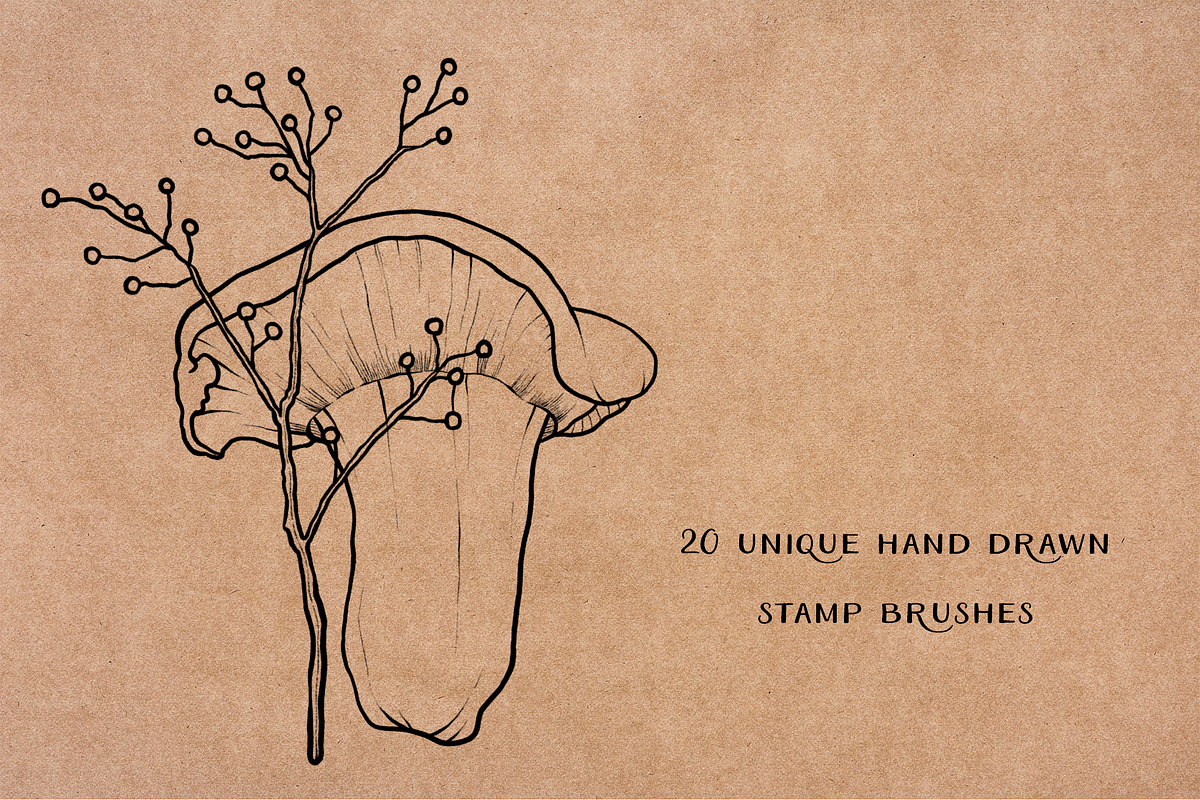 Mushroom Procreate Stamps: Line Art, a Brush Add-On by Little Nordic Atelier (Photo 2 of 4)