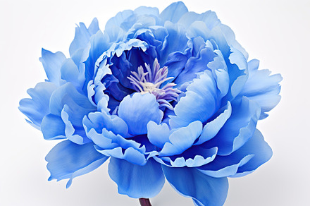 Blue peony flowers on white background, a Nature Photo by AlyaAnd