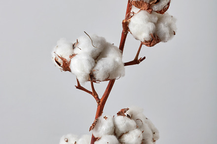Beautiful white cotton flowers on gray background, a Nature Photo by Yaroslav Danylchenko