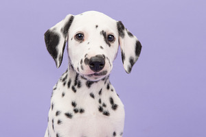 Puppy in purple, an Animal Photo by Elles Rijsdijk