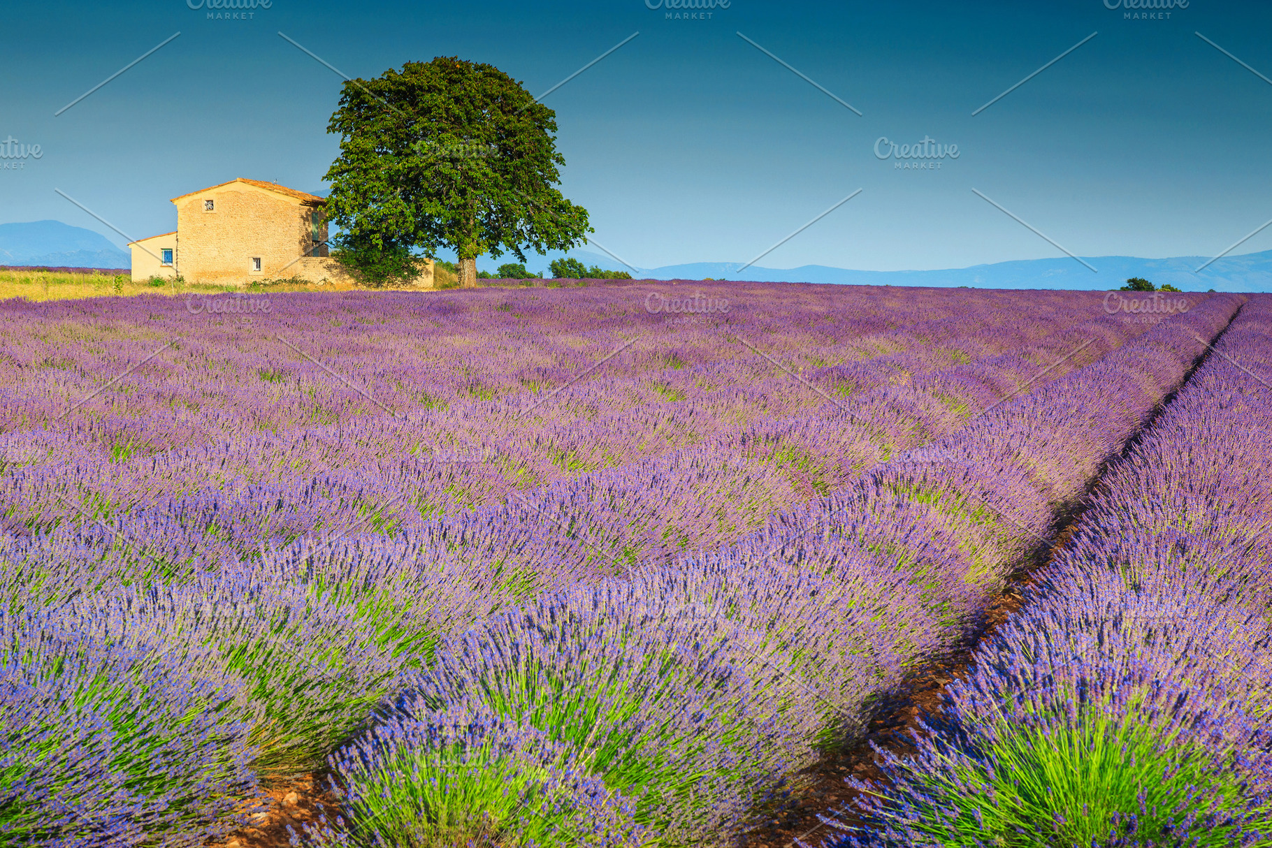 Beautiful purple lavender fields, a Nature Photo by Alpine Dreams