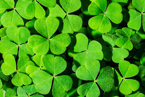 Green clover leaves illuminated by bright sunlight. Fresh shamrock foliage back, a Nature Photo by Eugene_Photo