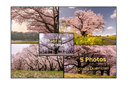 Cherry Blossom Photo Bundle – 5 High, a Nature Photo by Silent Nature (Thumbnail 1 of 5)