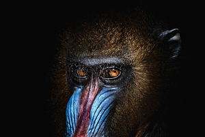 Frontal Portrait of a Mandrill with, an Animal Photo by Perpis