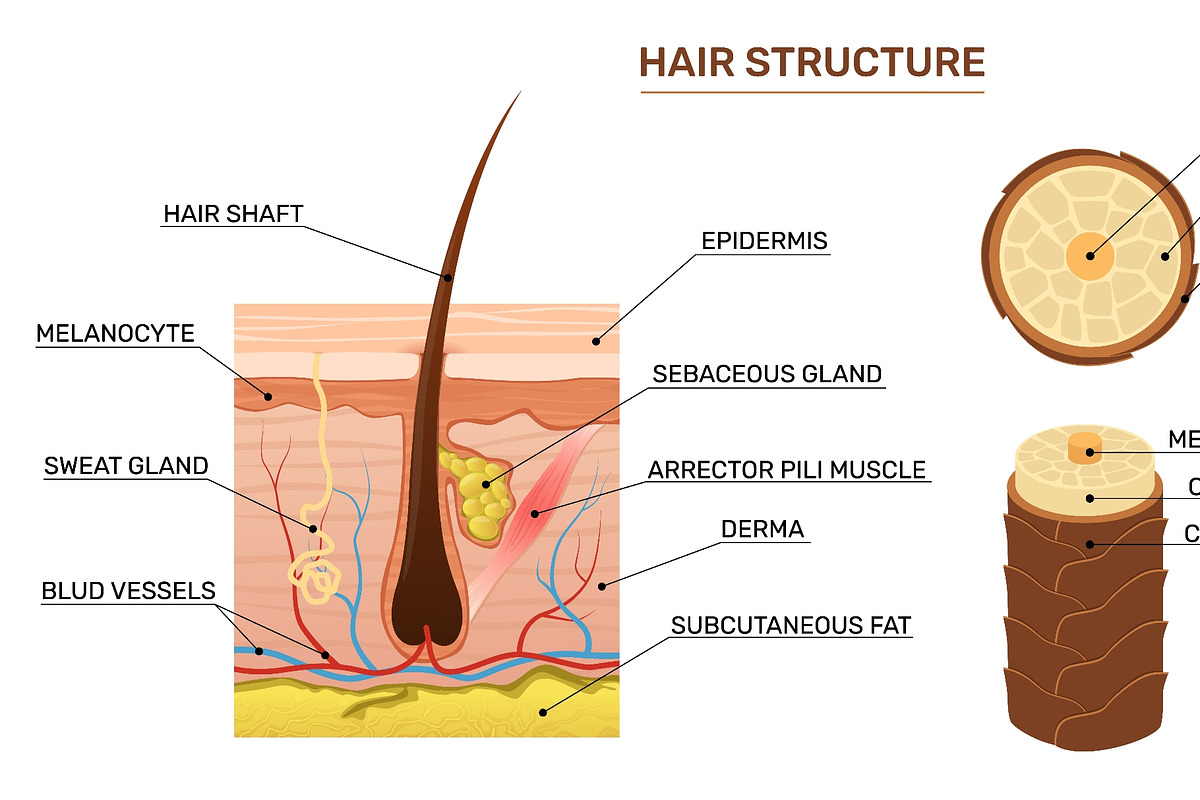 Hair structure. Scientific, a Healthcare Illustration by YummyBuum (Photo 3 of 3)