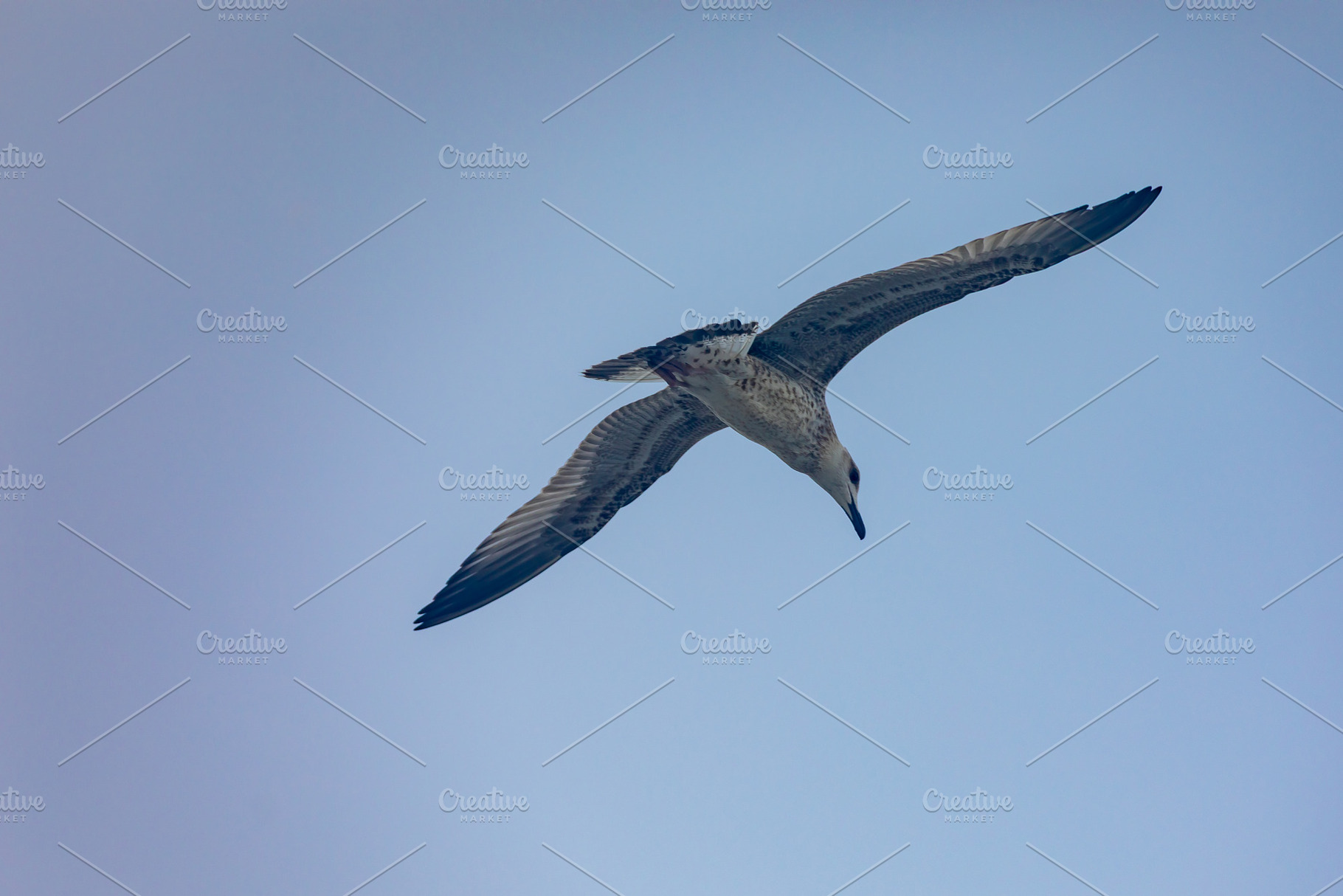 A seagull glides gracefully against a clear, pale blue sky, captured in mid-fli, an Animal Photo by Ales Munt