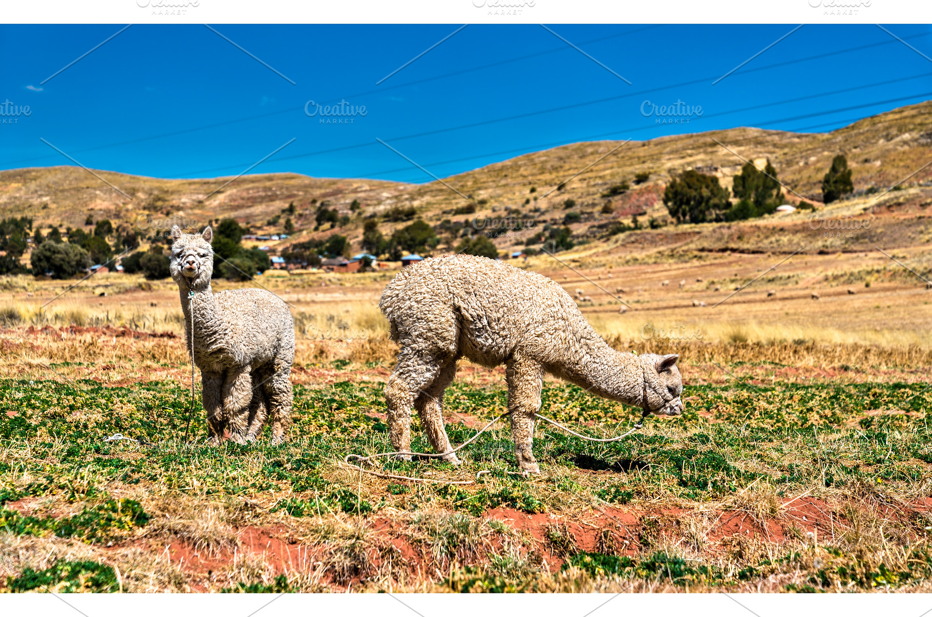 Alpacas near Lake Titicaca in Peru, an Animal Photo by Leonid Andronov