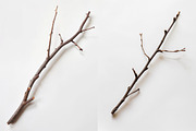 Wood - 163 images, a Nature Photo by Handmadefont (Thumbnail 20 of 25)