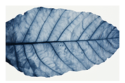 Cyle Collection · Blue Tone Leaves, a Background Graphic by milatovar (Thumbnail 22 of 32)