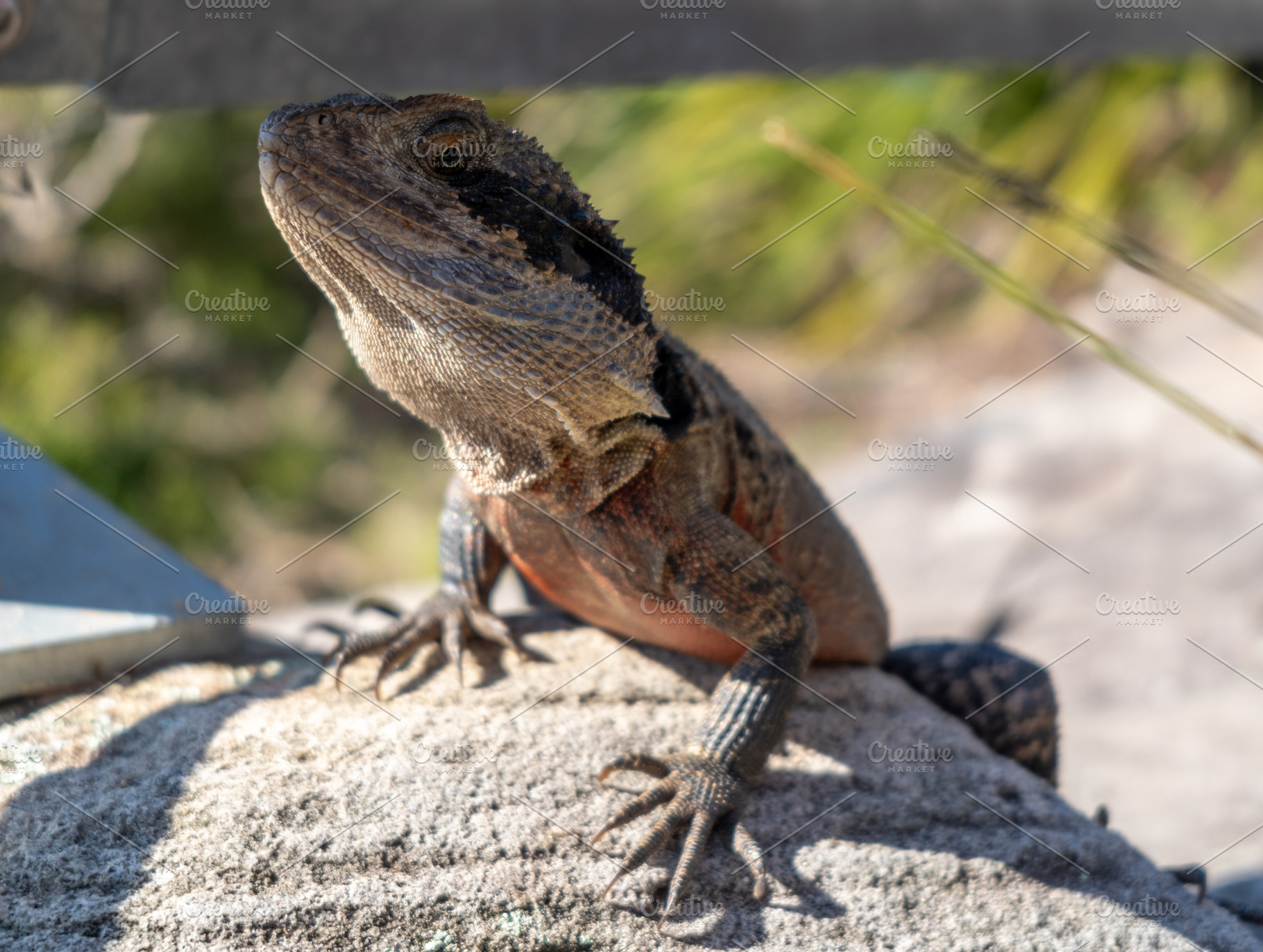 Eastern water dragon basking on a rock at Manly Beach, Sydney, an Animal Photo by GoodGoods