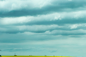 Golden canola field under a dramatic cloudy sky beside a rural road, a Photo by AS photostudio