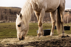 White horse eating hay in the field, an Animal Photo by Perpis