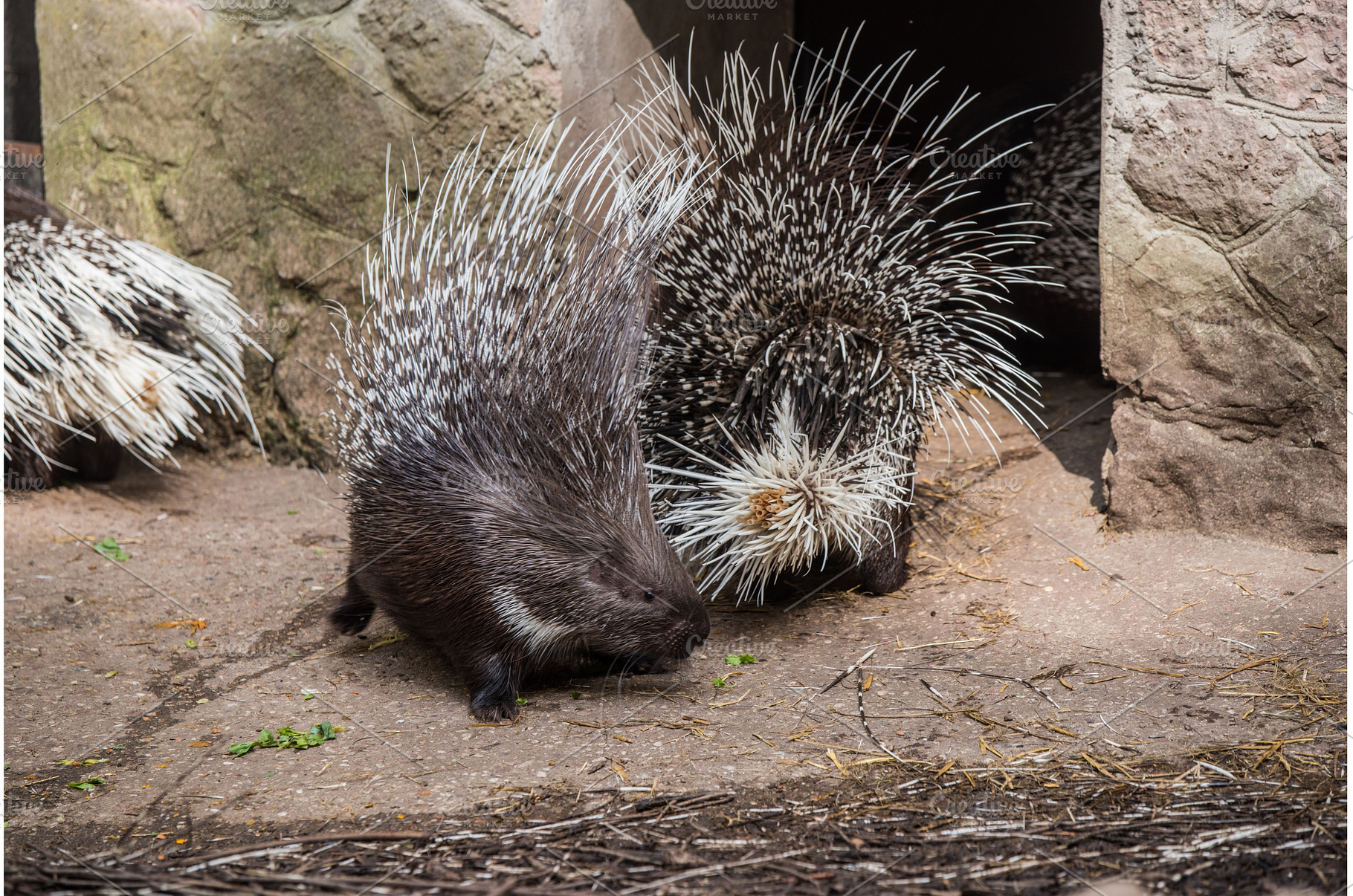 Indian crested porcupine Hystrix, an Animal Photo by COLORFUL