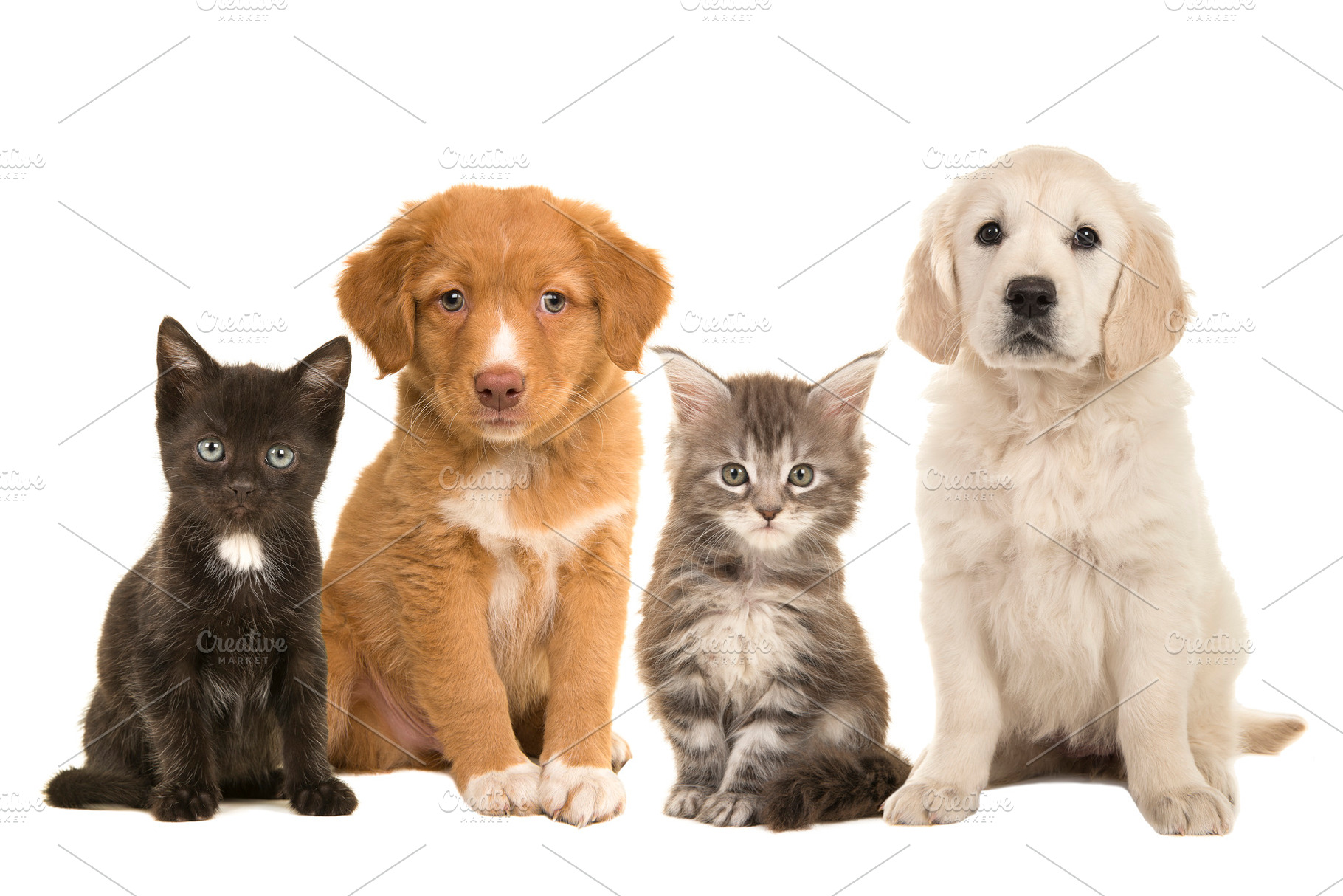 Group kittens and puppies, an Animal Photo by Elles Rijsdijk