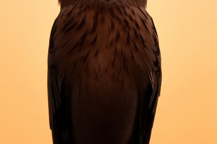 Owl in its natural habitat, an Animal Photo by Virgo Studio