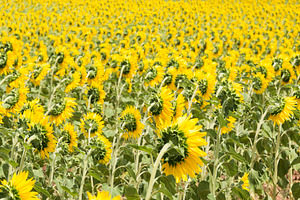 Field of sunflowers in spain stock photo containing background and backgrounds