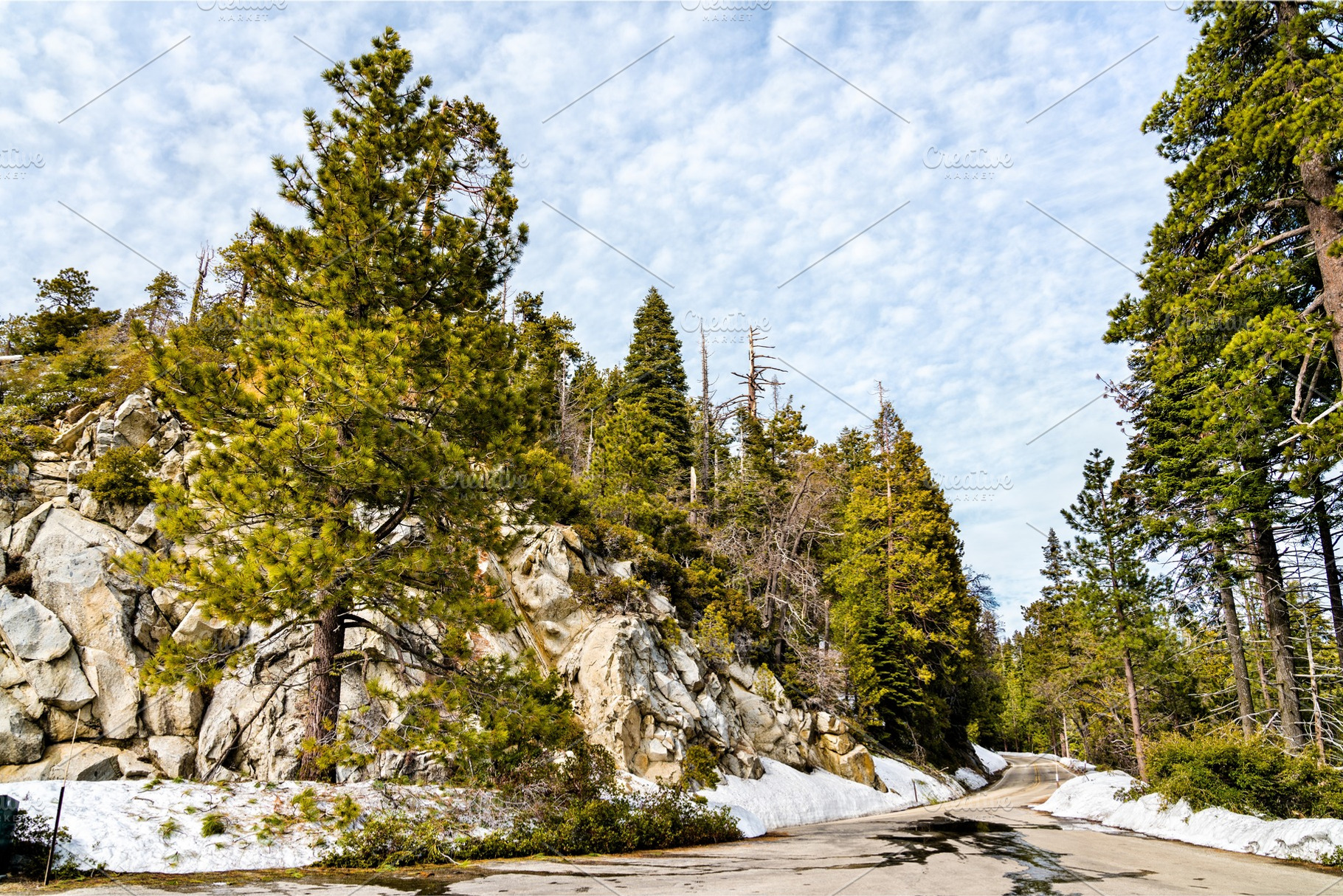 The giant sequoia national monument featuring sequoia, forest, and giant, a Nature Photo by Leonid Andronov