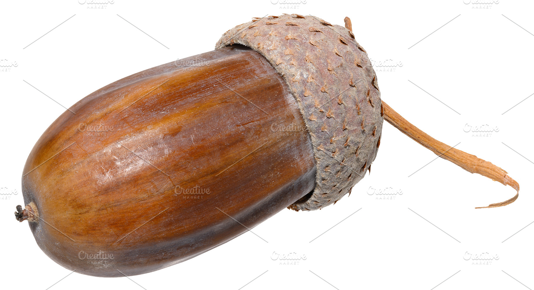 A close-up of a ripe brown acorn with its characteristic cupule, a Nature Photo by ndanko