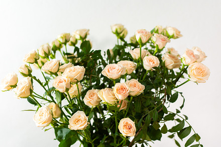 A bouquet of delicate cream roses, a Nature Photo by Pandateam