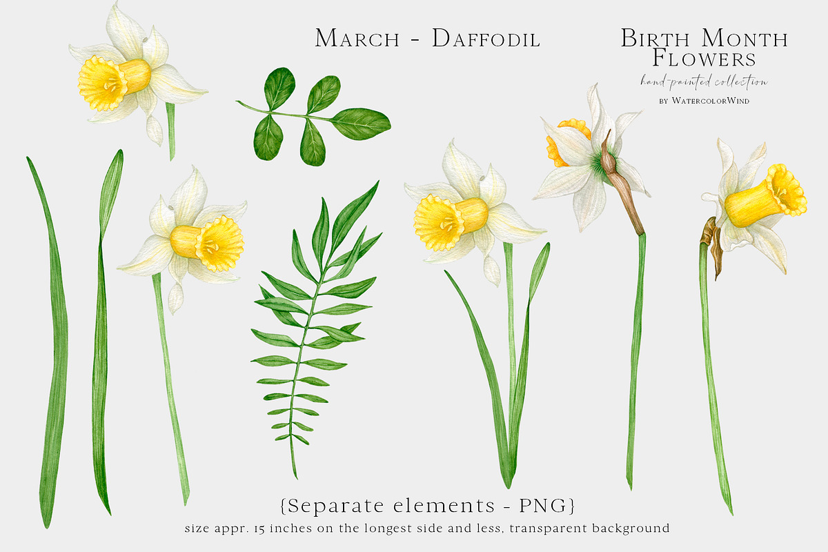 Daffodil Birth Month Flower Clipart, an Illustration by Ksenia Shmakova (Photo 6 of 7)