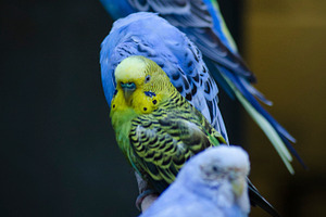 Parakeets - The Standout