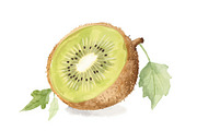 12 Kiwi Fruit Clipart Set, an Illustration by hafijul (Thumbnail 2 of 13)