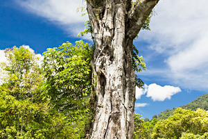 Banyan stump, a Photo by saiko3p