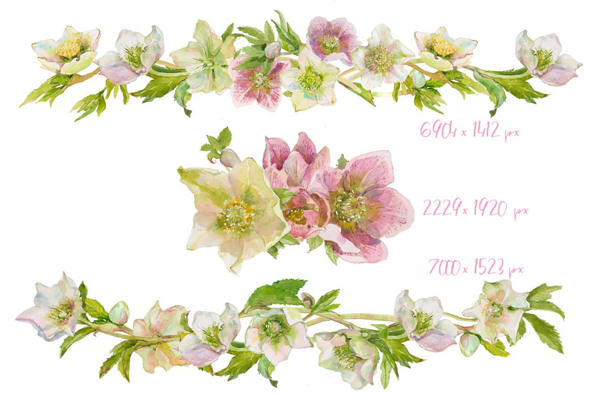 Hearts-watercolor-Hellebore, an Illustration by watercolorwild.graphics (Photo 18 of 19)