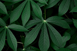 Cassava Leaves Full Frame Background, a Nature Photo by bastera