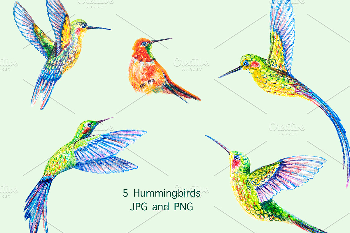 Hummingbirds. Tropical birds., an Illustration by lilisavelieva (Photo 2 of 4)